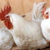 В стране увеличилось производство мяса птицы. 