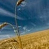 Украина планирует увеличить экспорт сельхозпродукции. Инвестиции в украине